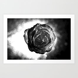 Rose 03 Art Print