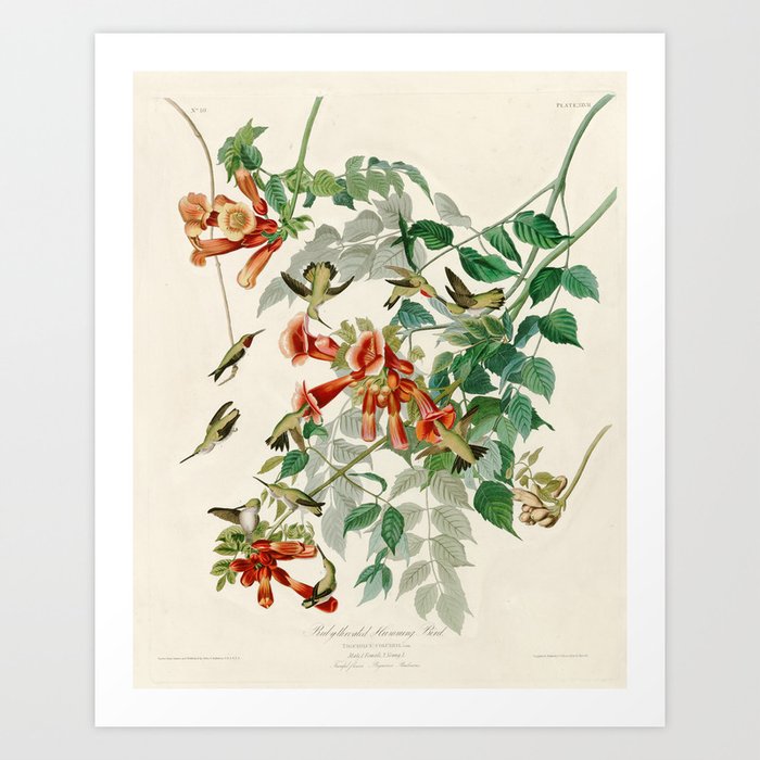 Ruby throated Humming Bird - Audubon's Print Art Print