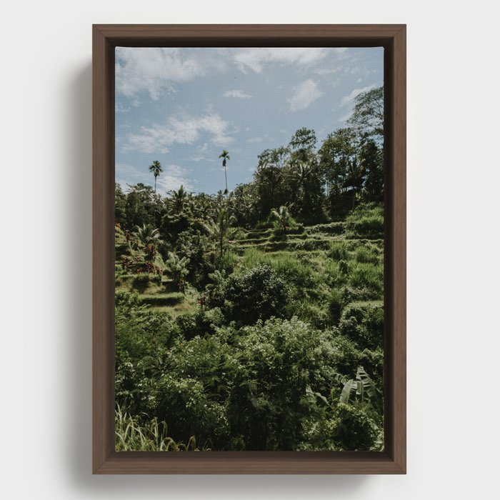 Rice fields - Ubud - Bali Framed Canvas