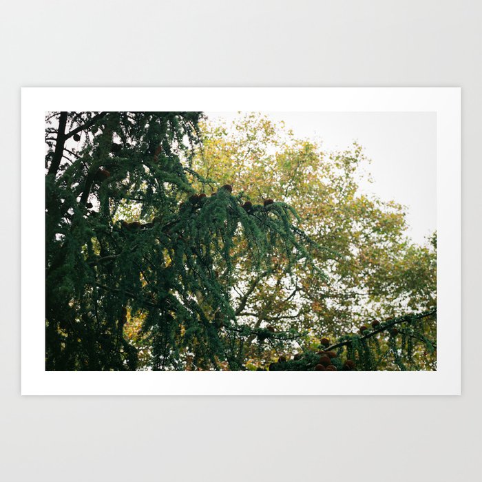 Battersea Trees, London // Film Photography Art Print