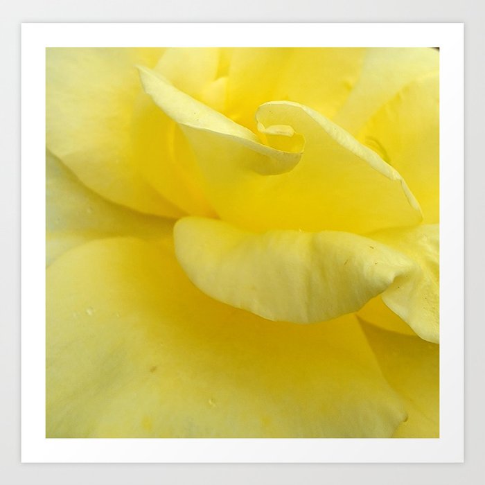 Close-up yellow rose #2 Art Print