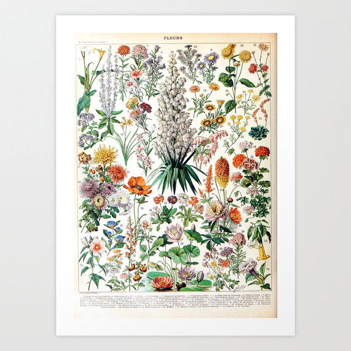 Adolphe Millot - Fleurs B - French vintage poster Art Print
