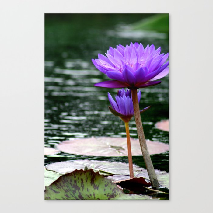 Water Lilly 3 Canvas Print