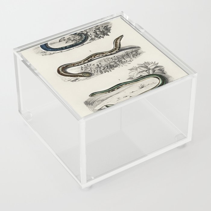 Spotted Worm Lizard, Blind Snakes, & Shield Tail Snakes Acrylic Box