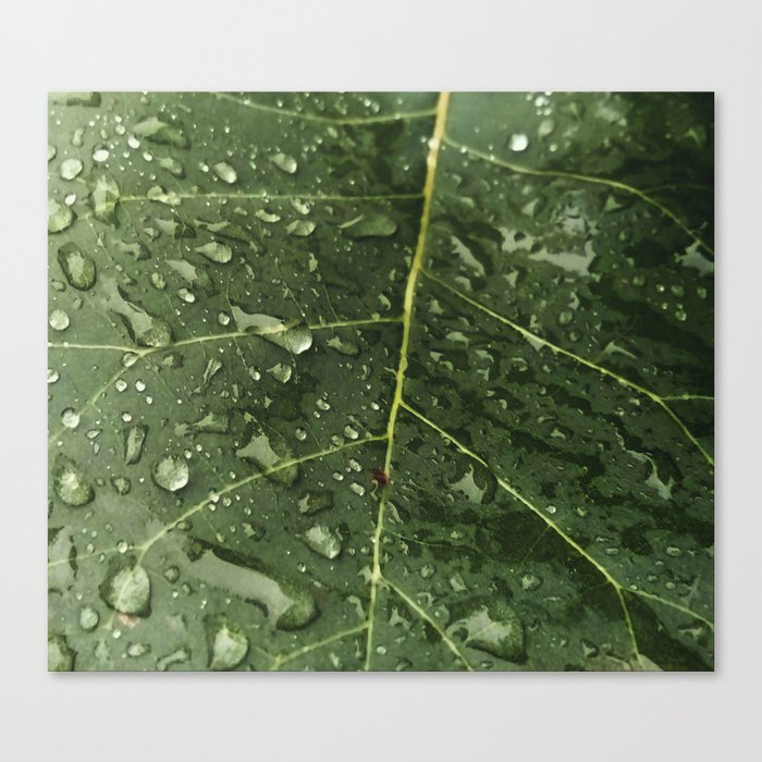 Greenery and leaf VI Canvas Print