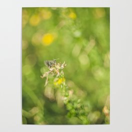 Little butterfly in flowery meadow Poster