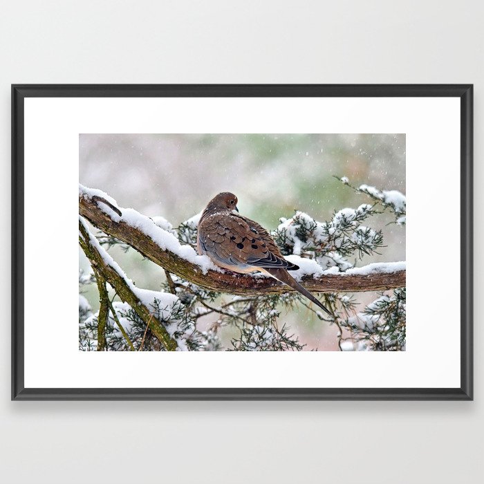 Peaceful Christmas Dove  Framed Art Print