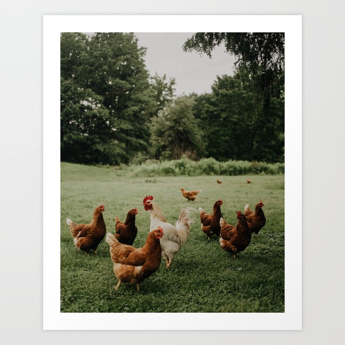 Chickens on the farm Art Print