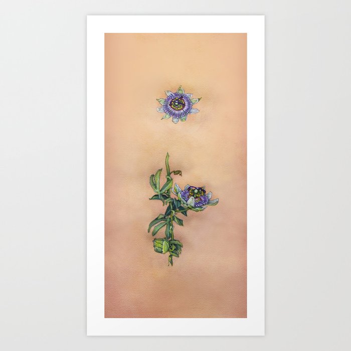 Passiflora Caerulea Blue Passion Flower By Betsy Vandeusen Art Print By Betsyvandeusen Society6 Passiflora Caerulea Blue Passion Flower By Betsy Vandeusen Art Print By Betsyvandeusen Society6