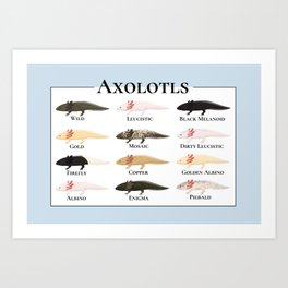Types of Axolotls Art Print