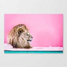 Lion in the Bathtub Canvas Print