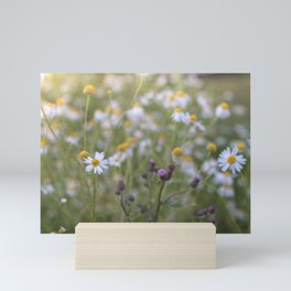 Daisies along the field | Flower splendor in the Low Countries | Spring in the Netherlands Mini Art Print