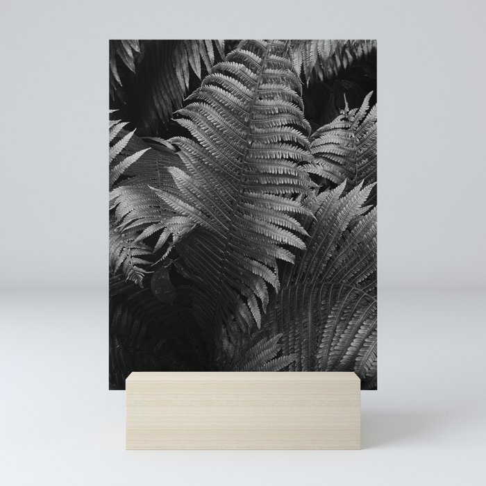 Leaves of green fern nature portrait black and white photograph / photography Mini Art Print