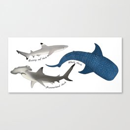 Shark Trio Canvas Print