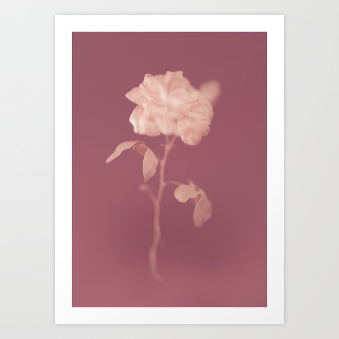 Rose Modern Floral Art Print Art Print