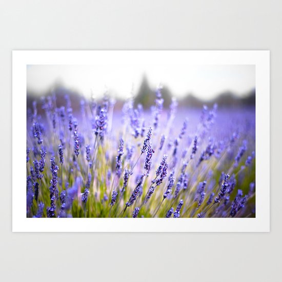 Lavenders Art Print