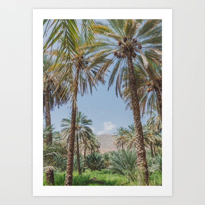 Date Palm Trees in Oman #3 Art Print