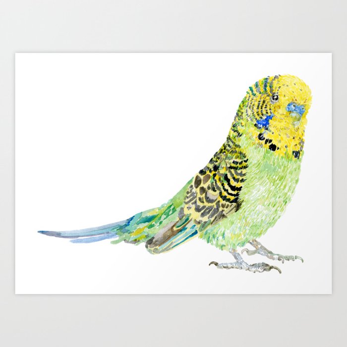Parakeet Budgie Art Print By Becca Boyce Society6