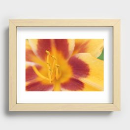 Orange Lily Recessed Framed Print