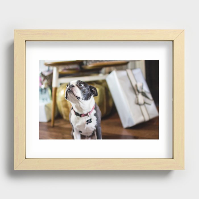 Boston Terrier Recessed Framed Print
