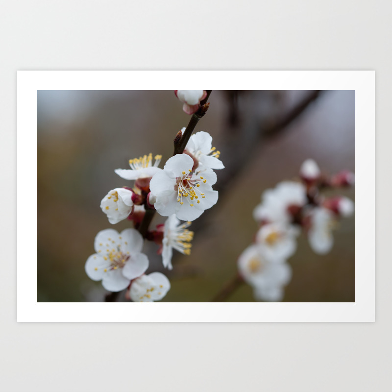 Apricot Blossom Art Print By Cosmicfox Society6