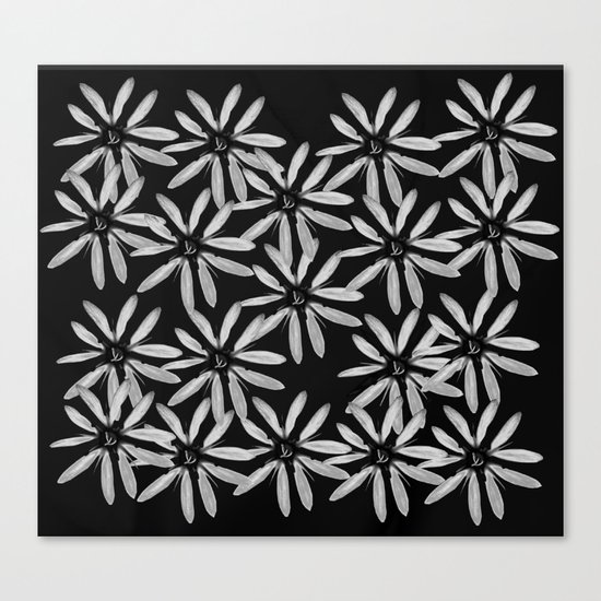 Tiny White Flowers on Black Background Canvas Print