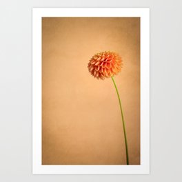 Standing strong / still life of an orange flower Art Print