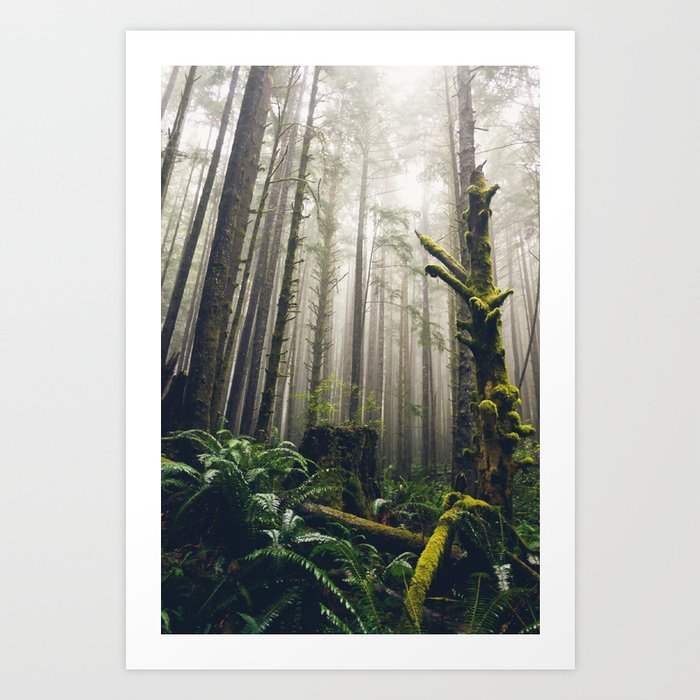 Rainforest Fog Art Print