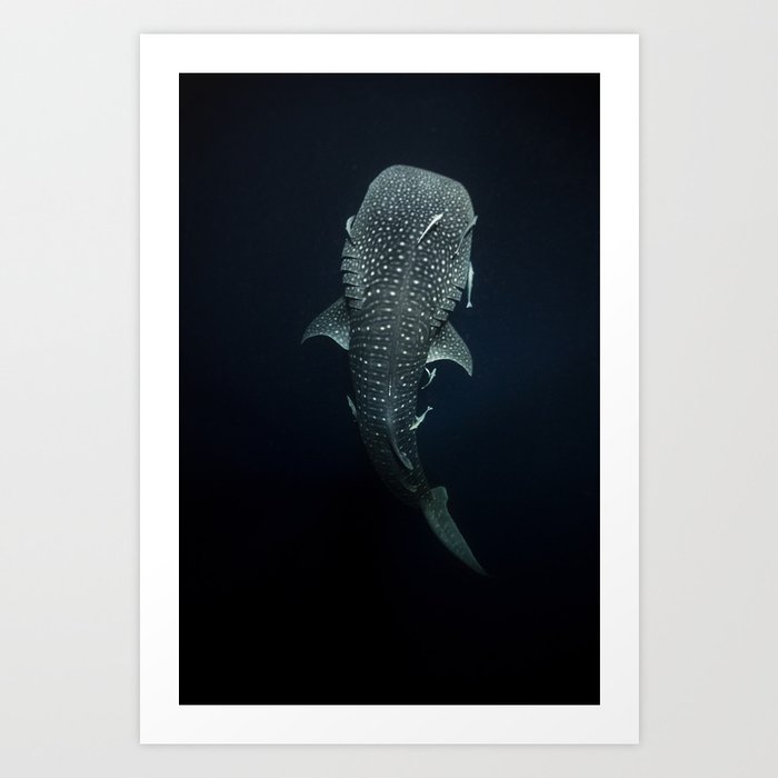 Whale Shark 210224-9C1A3612 Art Print