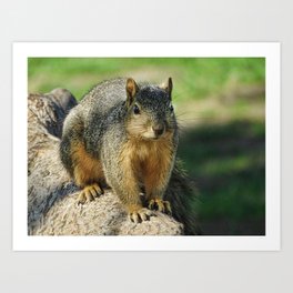 Squirrel at the Park Art Print