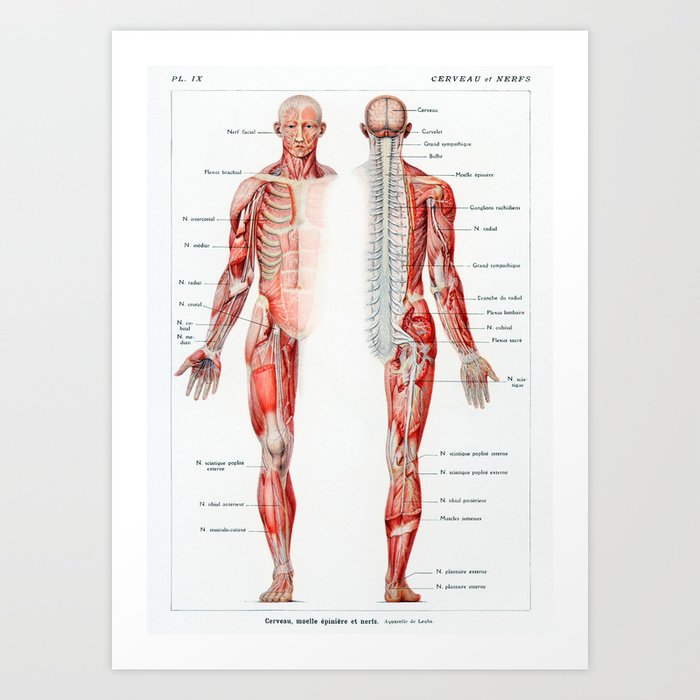 Vintage French Human Anatomy Chart Art Print