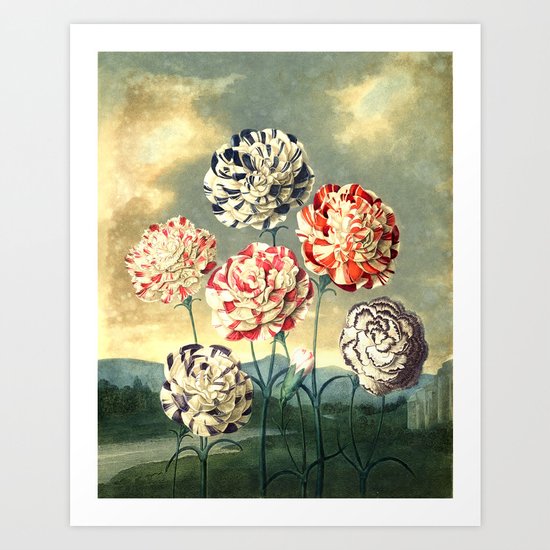 Carnations : New Illustration Of The Sexual System Art Print