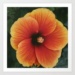 Aloha Flower II Art Print