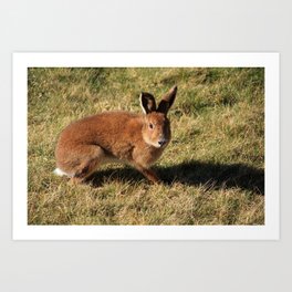 Mountain Hare Art Print | Longlegs, Landscape, Longears, Photo, Animal, Digital, Mountainhare, Wildlife, Rabbit, Countykerry 