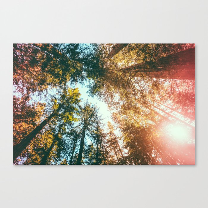 California Redwoods Sun-rays and Sky Canvas Print