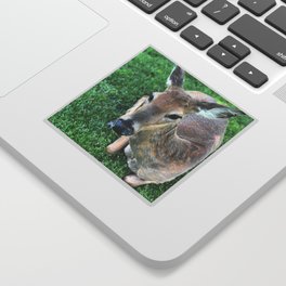 Deer sitting in grass, Minneapolis photography series, no. 5 Sticker