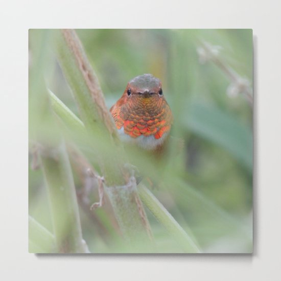 An Allen's Hummingbird Amid Mexican Sage Metal Print