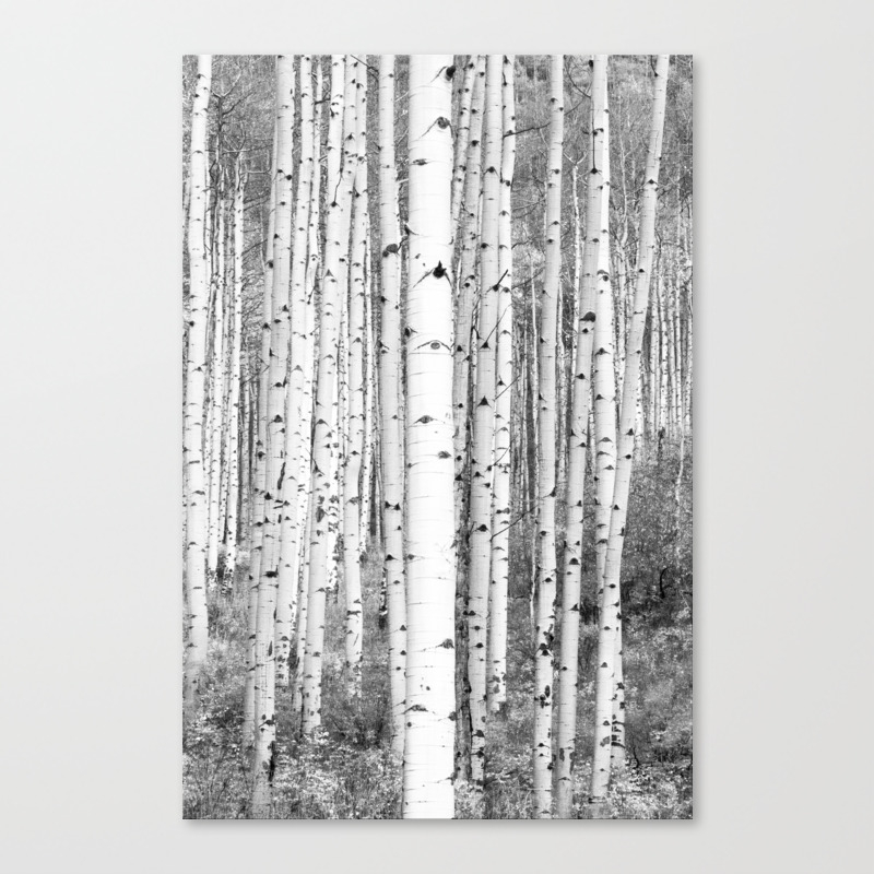 Aspen Trees In Black White Canvas Print By The Blonde Dutch Girl Society6