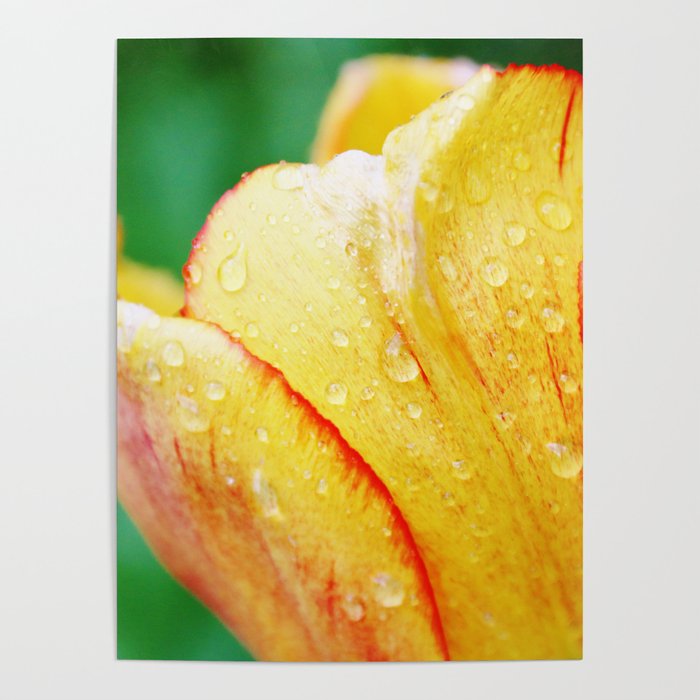 Water drops on yellow tulip Poster