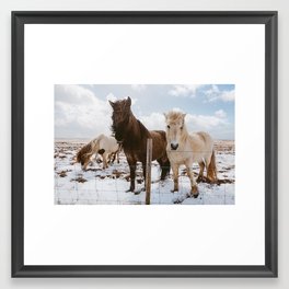 Icelandic Horses Framed Art Print | Horses, Horse, Ponies, Iceland, Nature, Travel, Photo, Wanderlust, Icelandichorses, Animal 