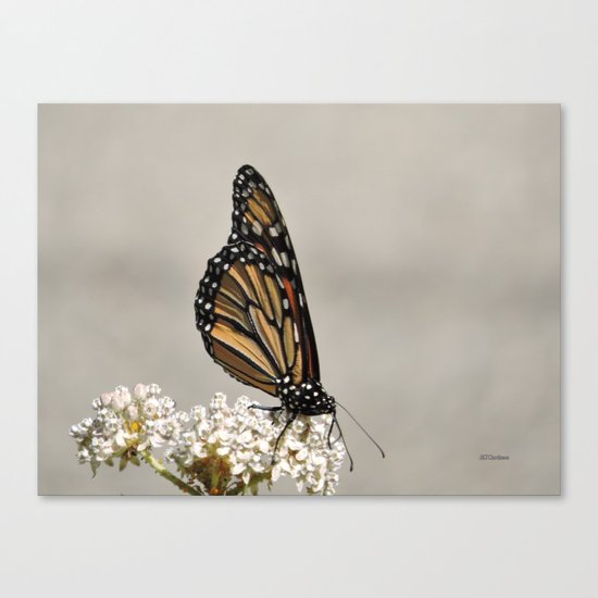 A Fine, Upstanding Monarch Canvas Print