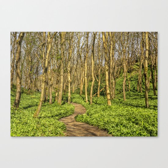 Forest trail Canvas Print
