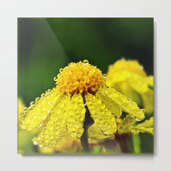 dewy Metal Print