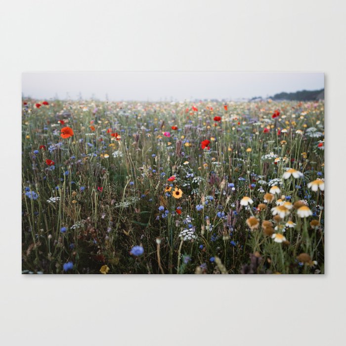 Dreamy wildflowerfield | photo print of a field full of wildflowers Canvas Print