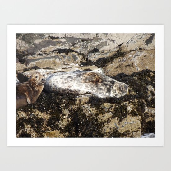 Farne Island Seals Art Print