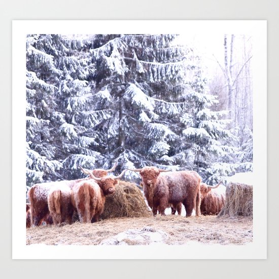 West Highland Cattle Art Print
