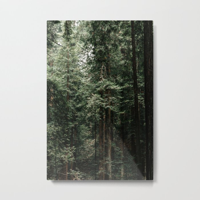 Redwoods in Muir Woods Metal Print