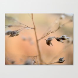 Prairie Dropseed Grass Canvas Print | Macro, Blur, Gardens, Grass, Dropseed, Seed, Nature, Seeds, Abstract, Photo 