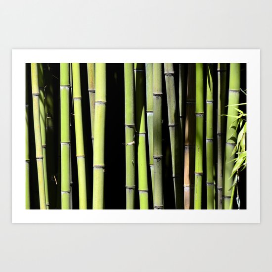 Bamboo forest Art Print