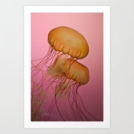 Jellyfish II Art Print